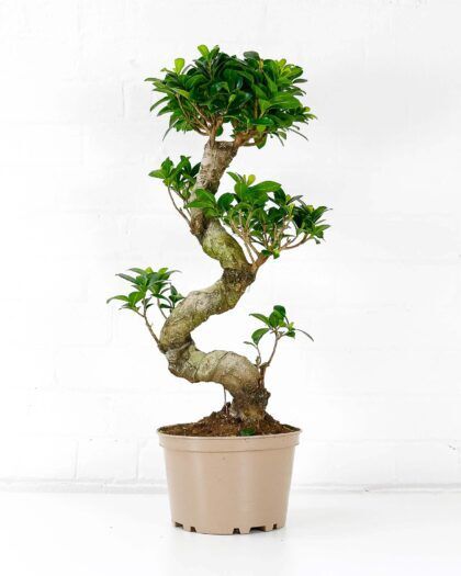 Sweet Plum Bonsai (Sageretia Theezans) | Bonsai Tree | UK
